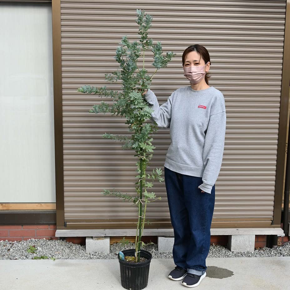 Amazon.co.jp: ギンヨウアカシア大苗 : DIY・工具・ガーデン
